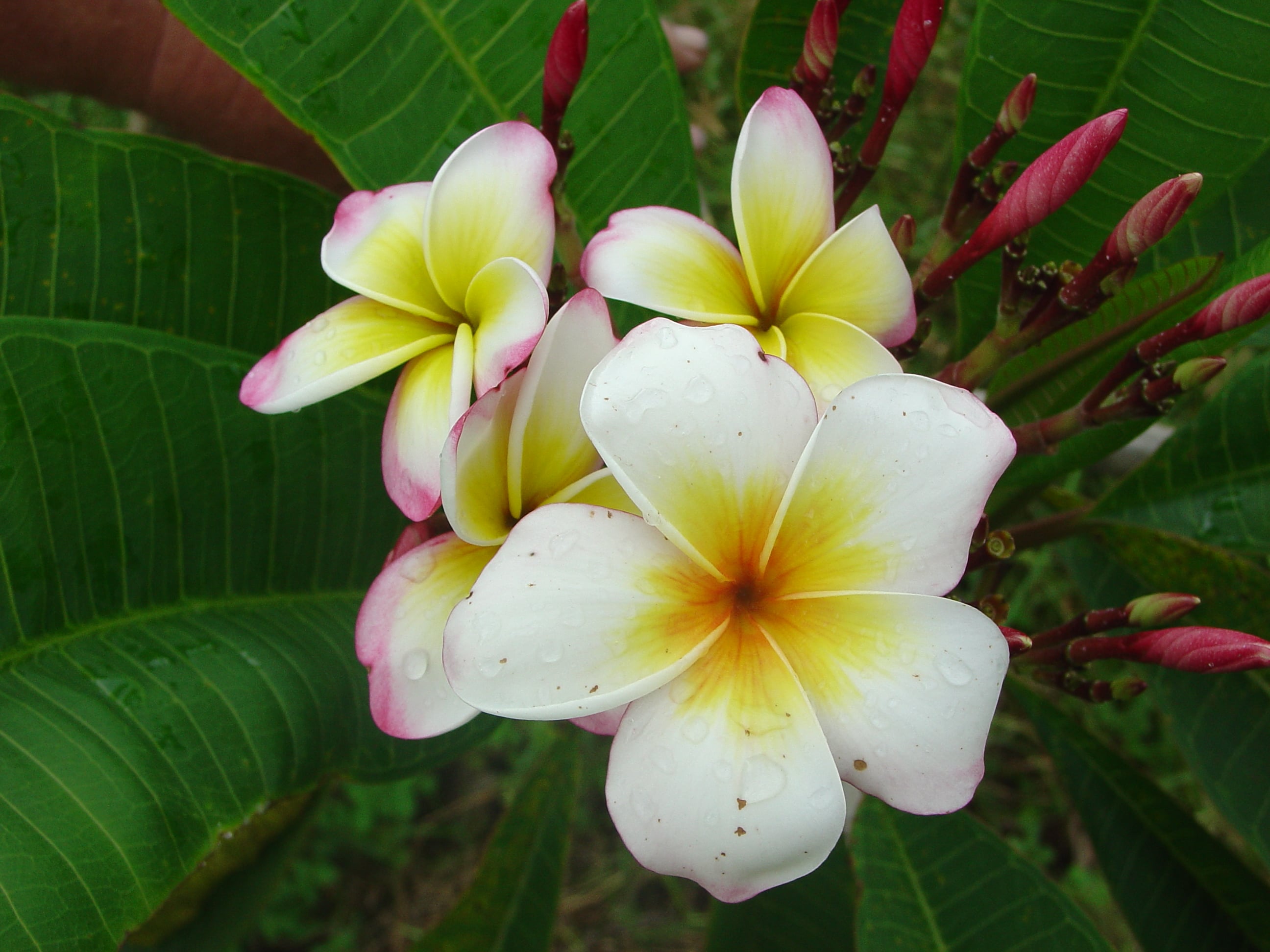 Cross Key plumeria photo