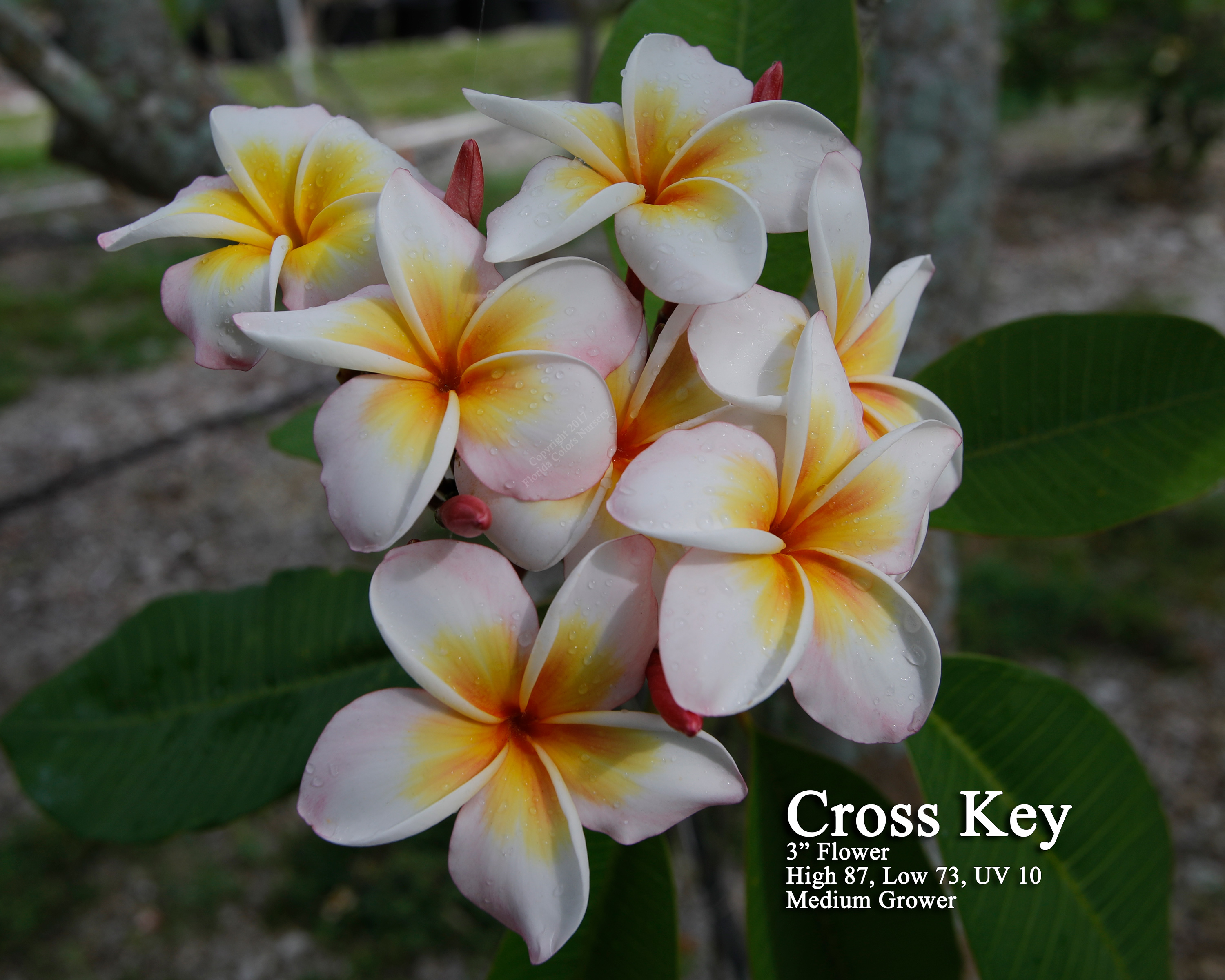 Cross Key plumeria photo