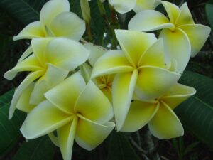 Dan Leidke plumeria photo