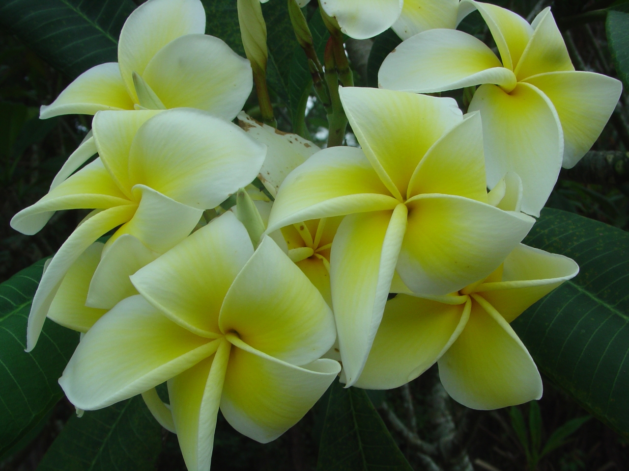 Dan Leidke plumeria photo