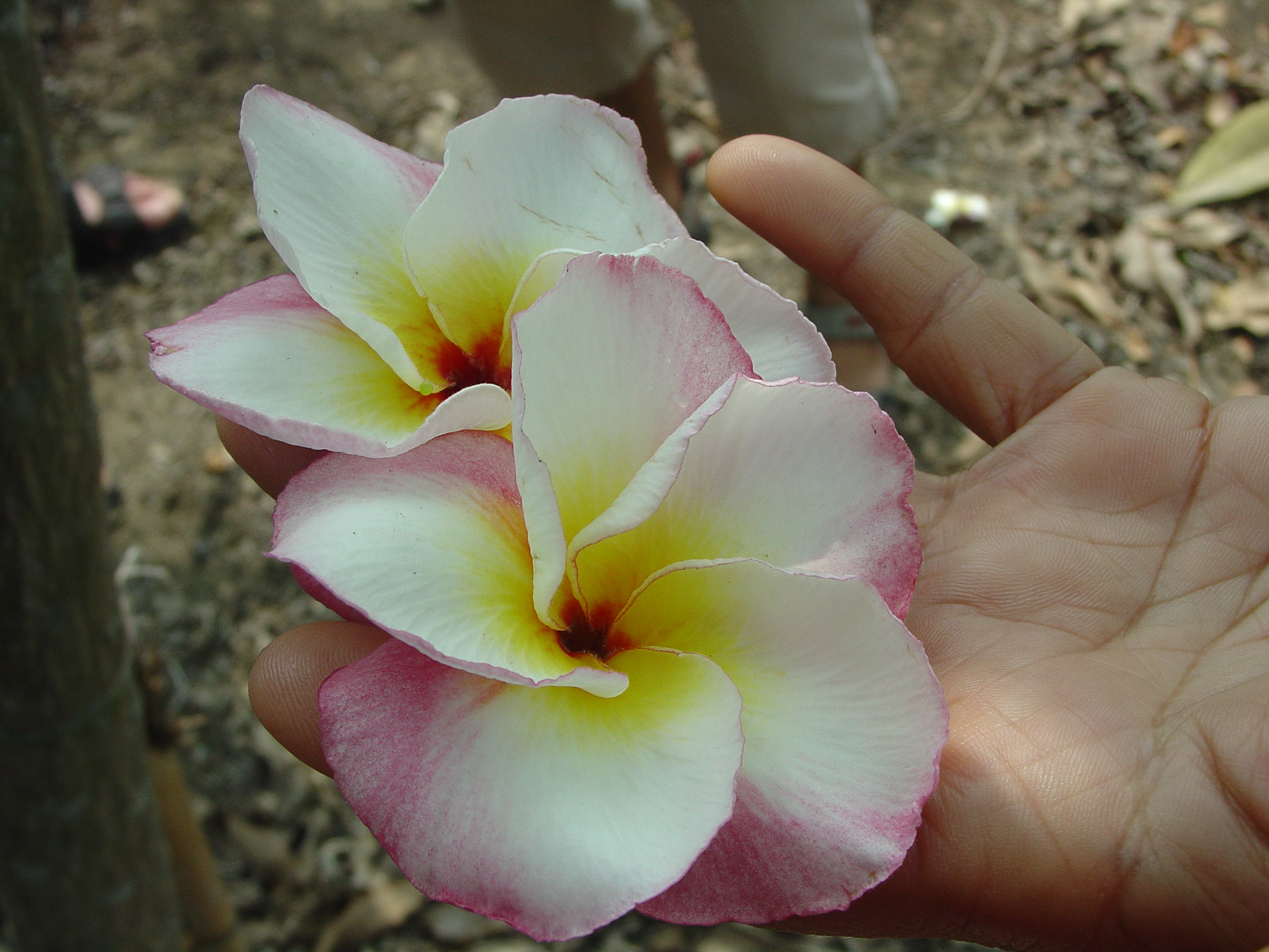 Dancing Girl plumeria photo