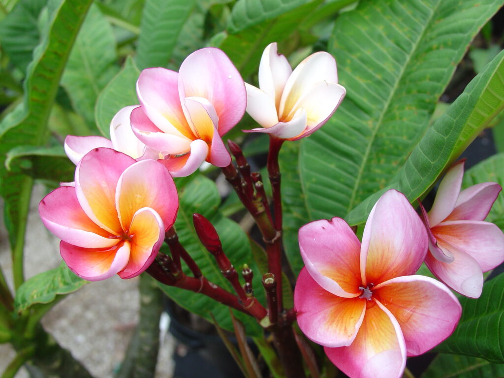 Dawn Blush plumeria photo