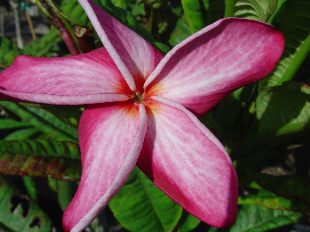 Nirvana plumeria photo