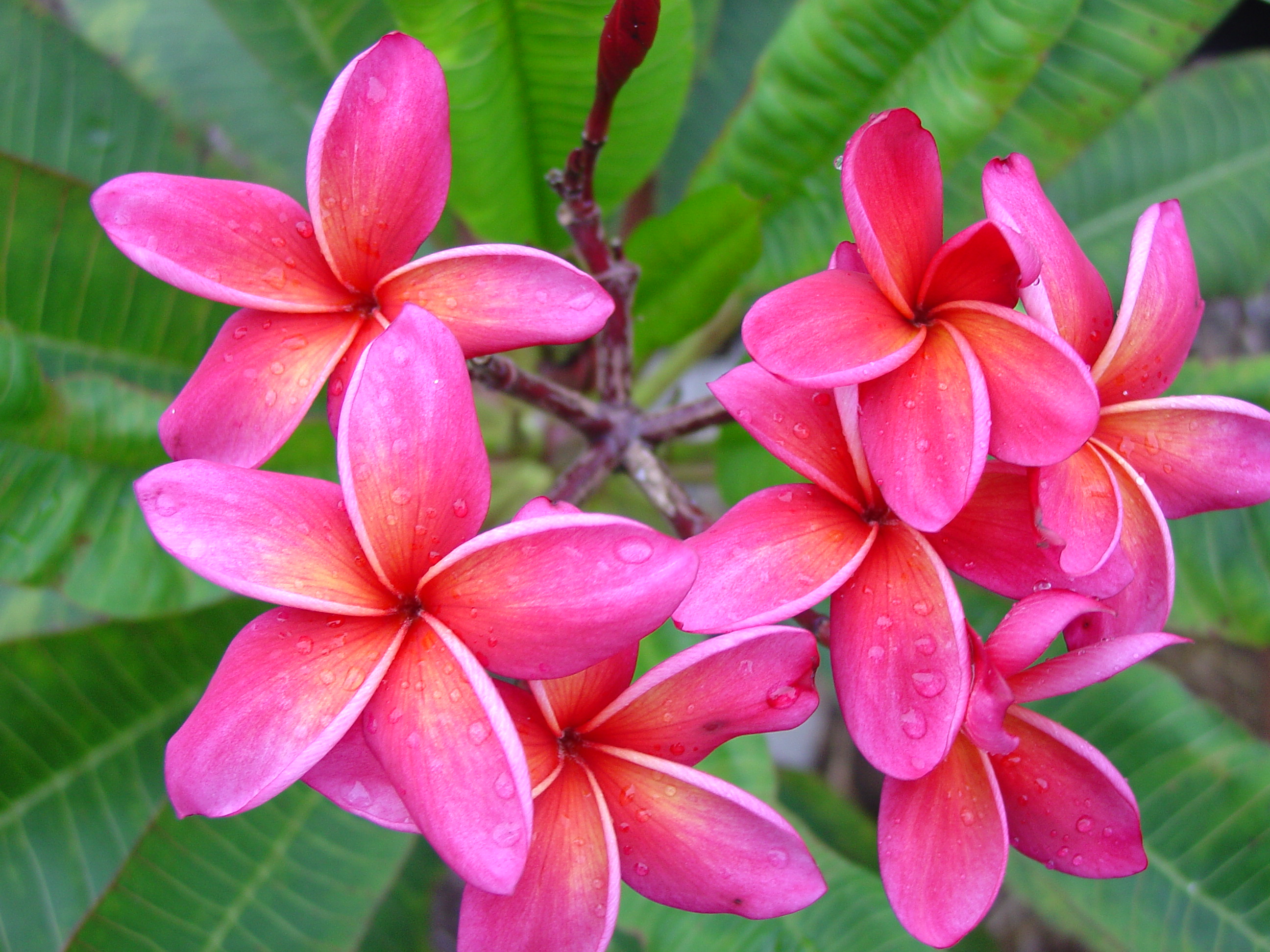 Donald Angus #3 plumeria photo