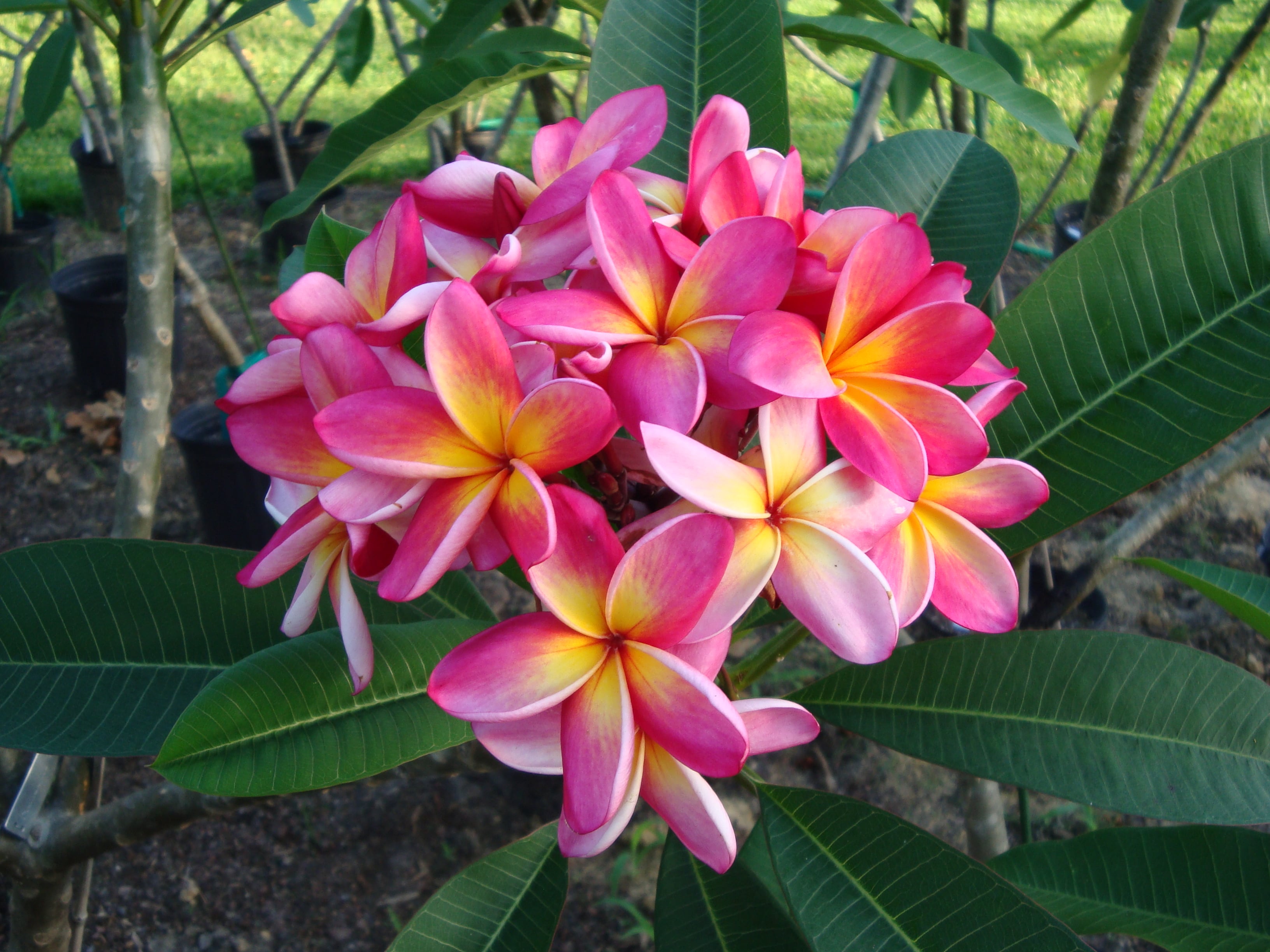 Kaneohe Sunrise plumeria photo