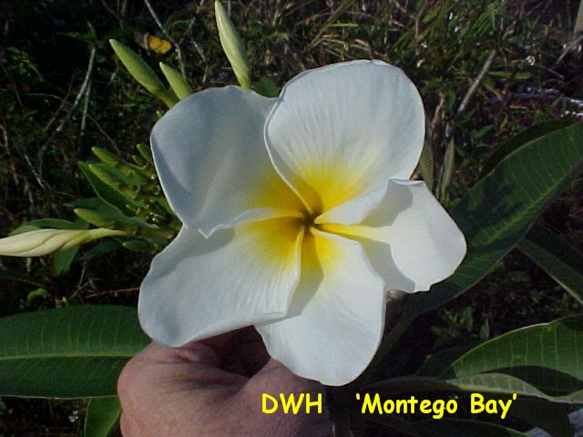 Montego Bay plumeria flower