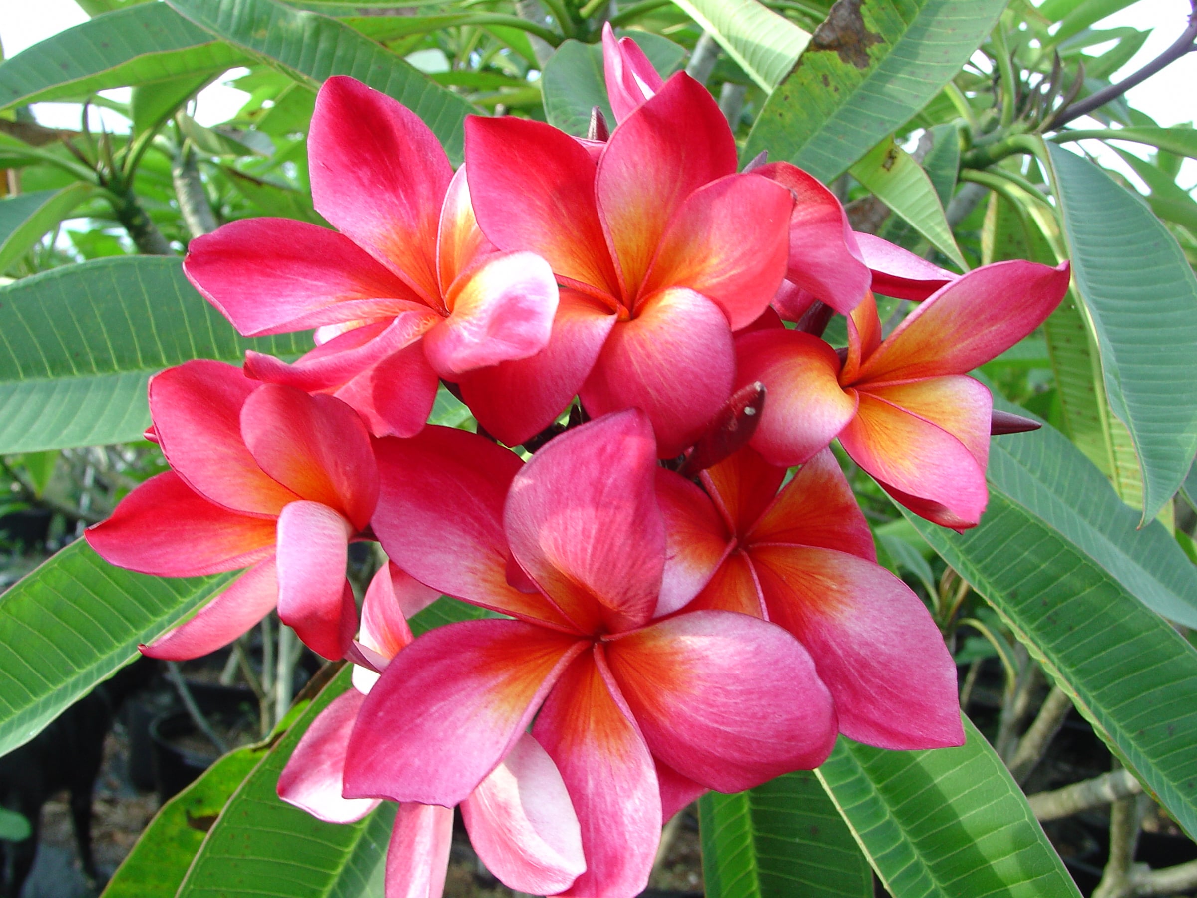 Daeng Rachen plumeria photo