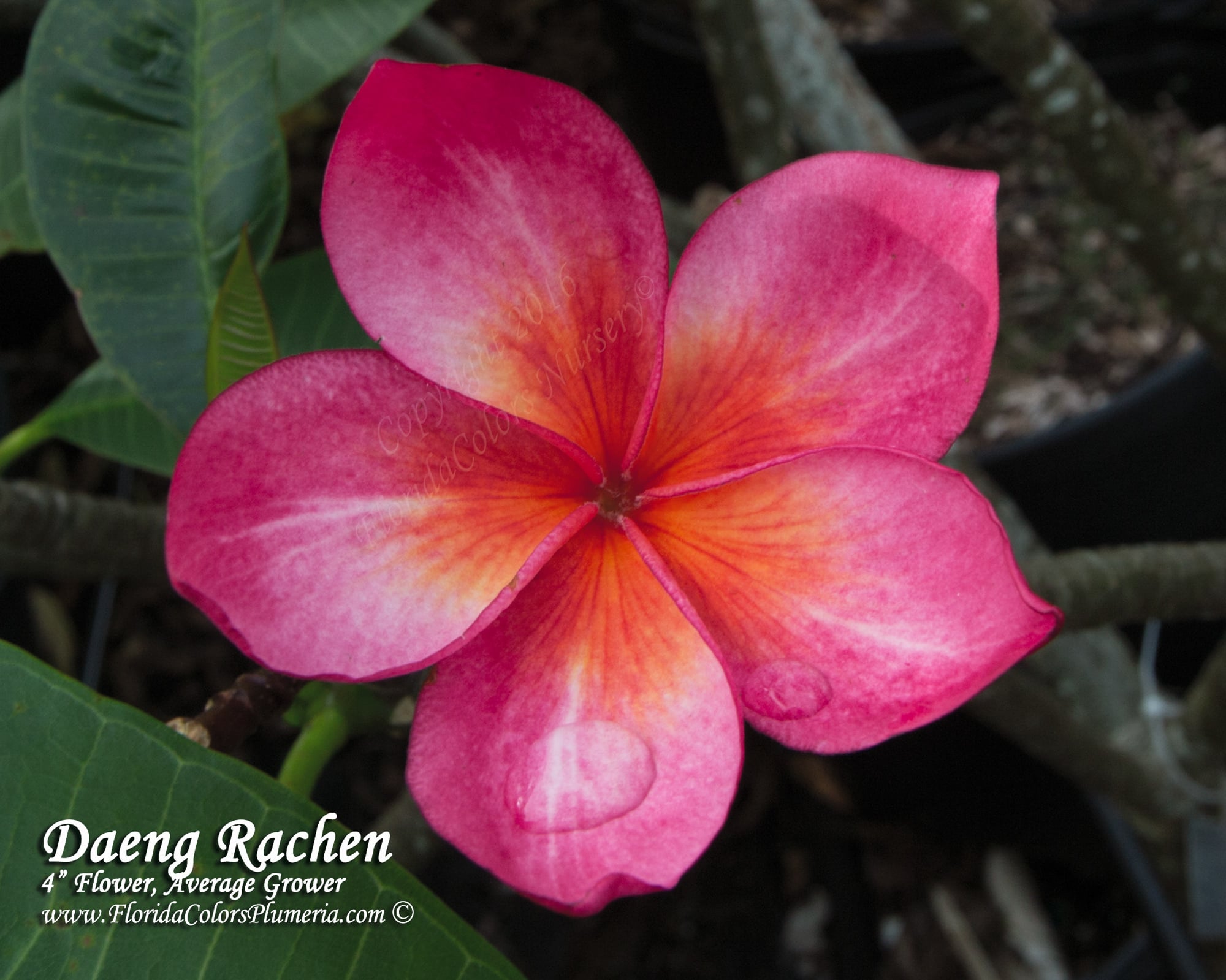 Daeng Rachen plumeria photo