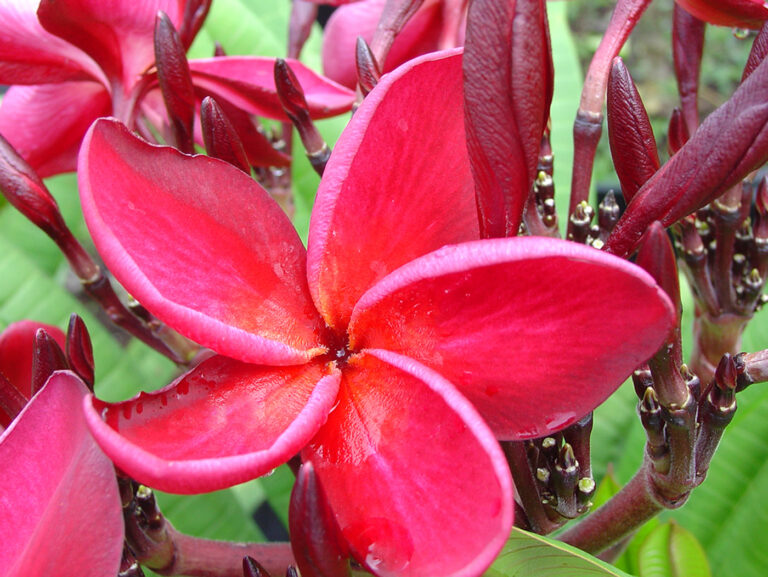 Daeng Sayam plumeria photo