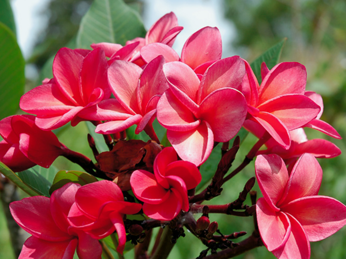 Daeng Sayam #2 plumeria photo