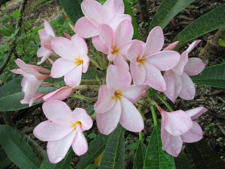 Dainty Pink plumeria photo
