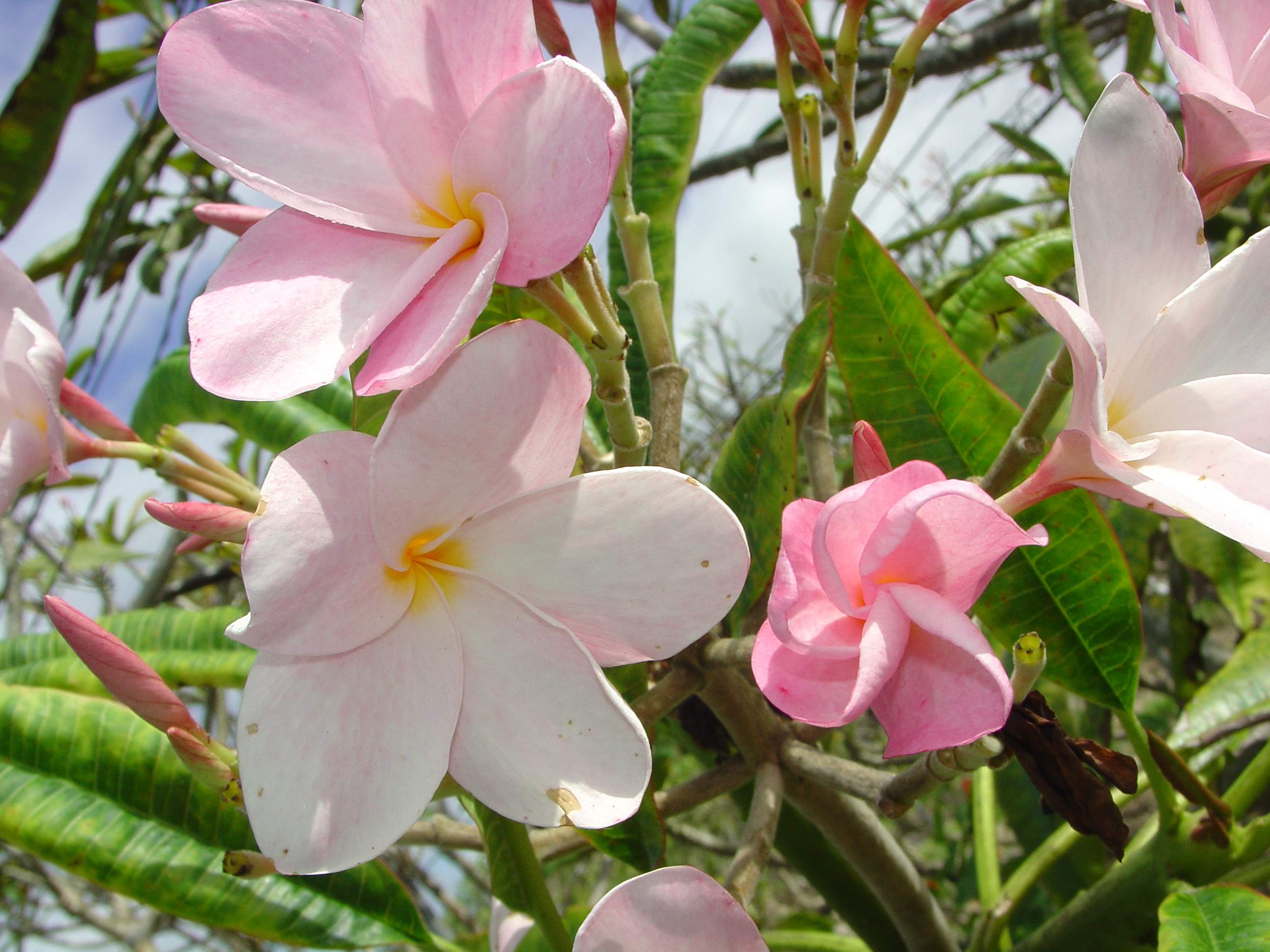 Dainty Pink plumeria photo