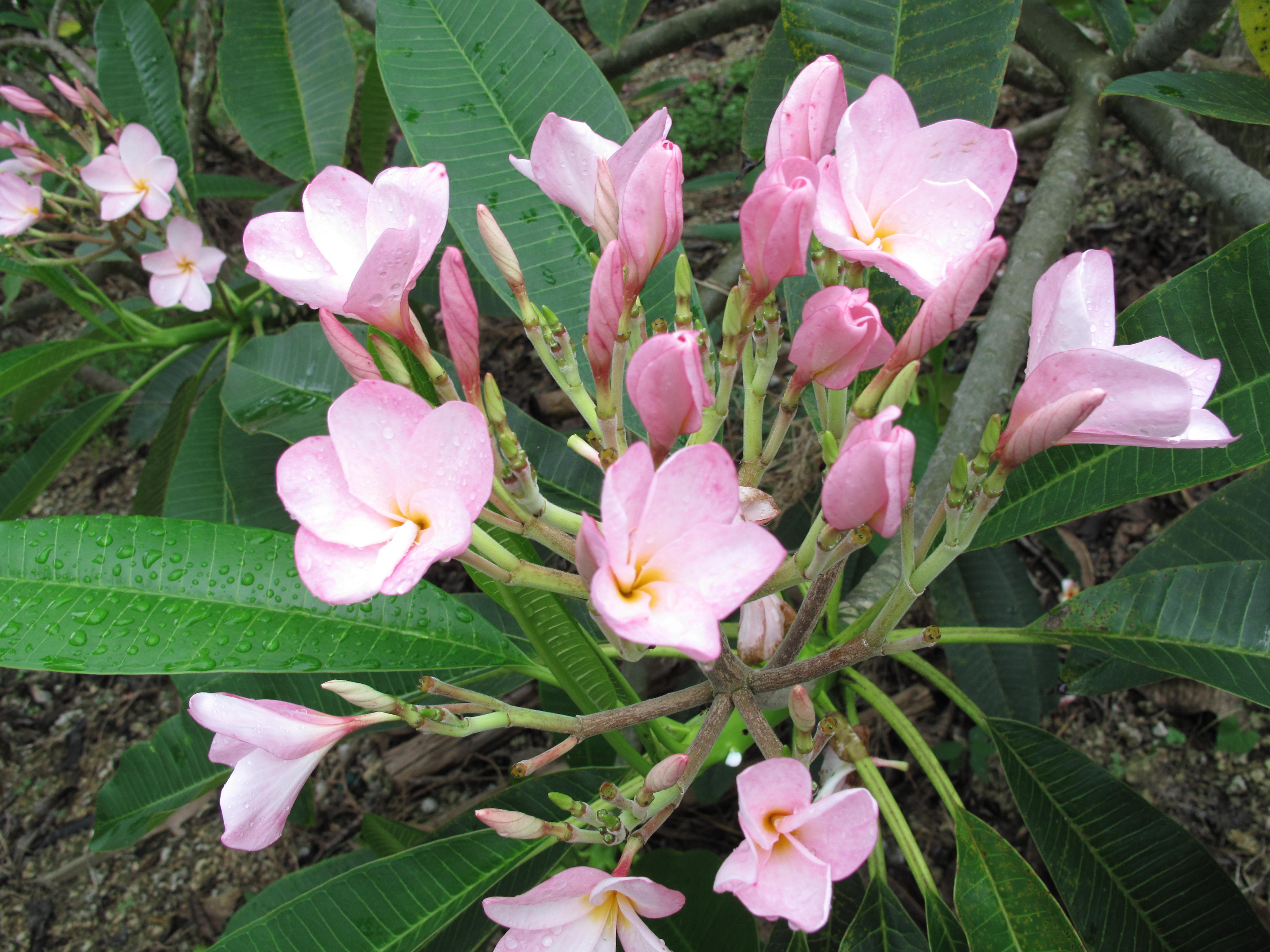 Dainty Pink plumeria photo