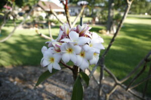 Daisy Wilcox plumeria