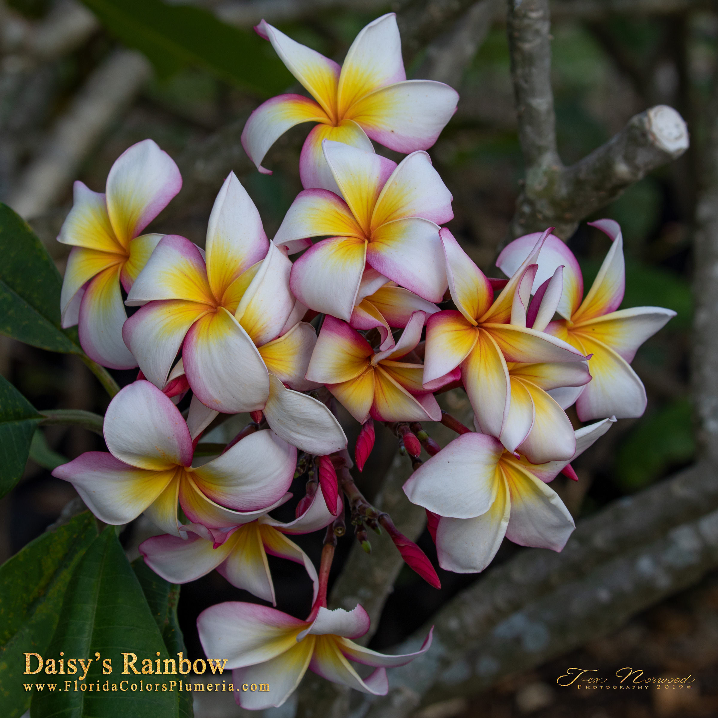 Daisy’s Rainbow plumeria photo