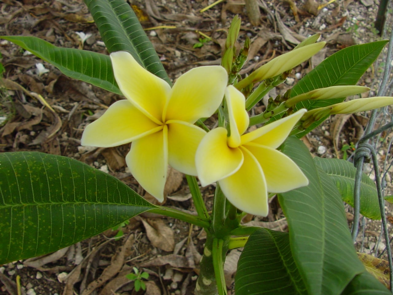Dan Leidke plumeria photo
