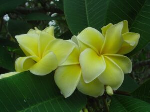 Dan Leidke plumeria photo