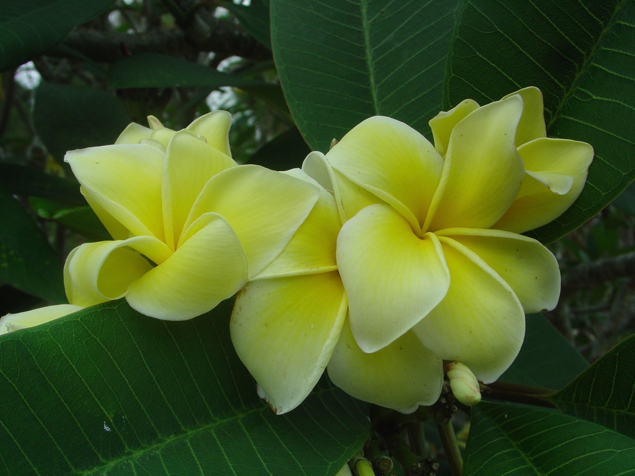 Dan Leidke plumeria photo