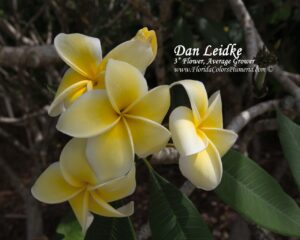 Dan Leidke plumeria photo