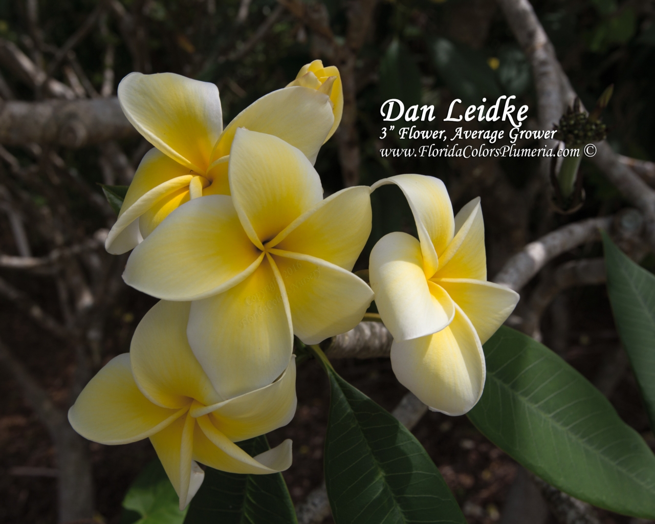 Dan Leidke plumeria photo