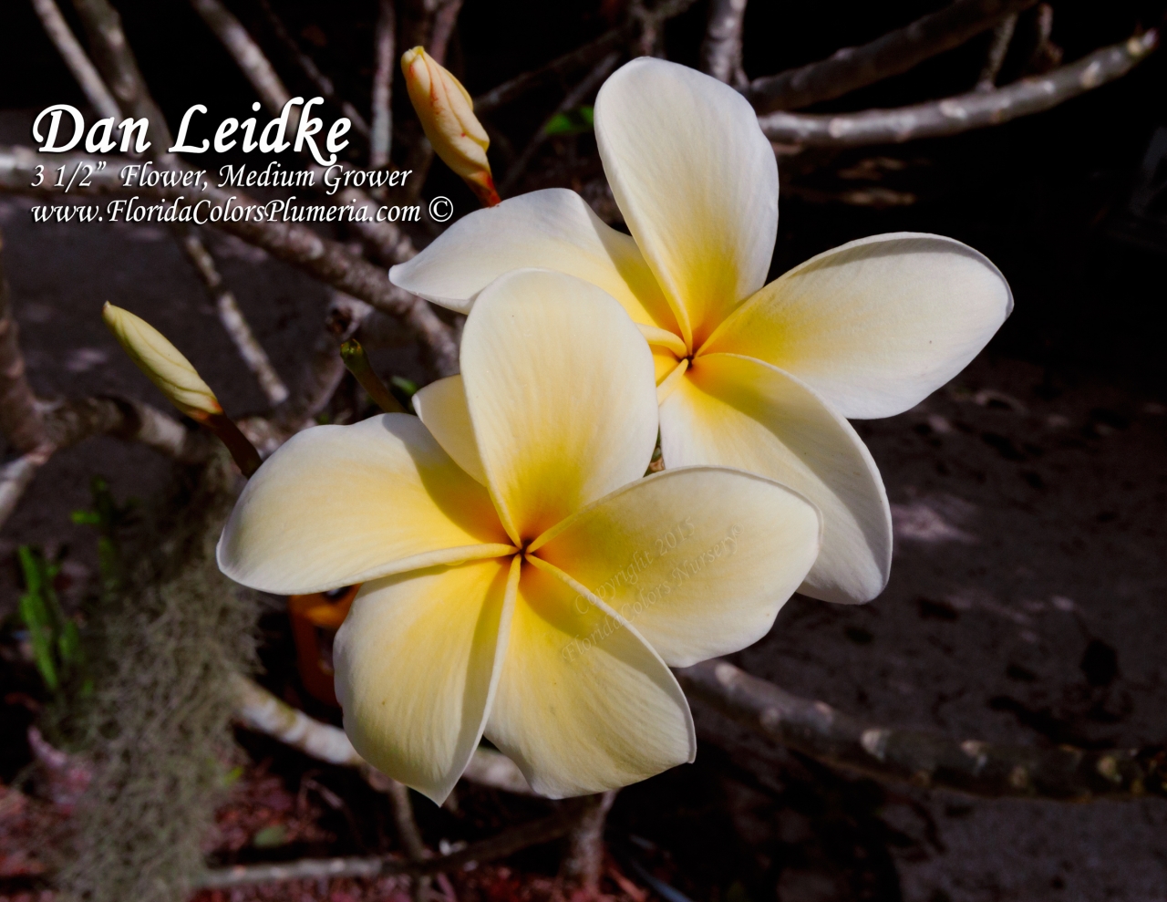 Dan Leidke plumeria photo