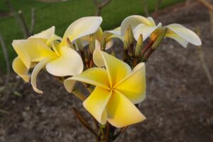 Dan Leidke plumeria photo
