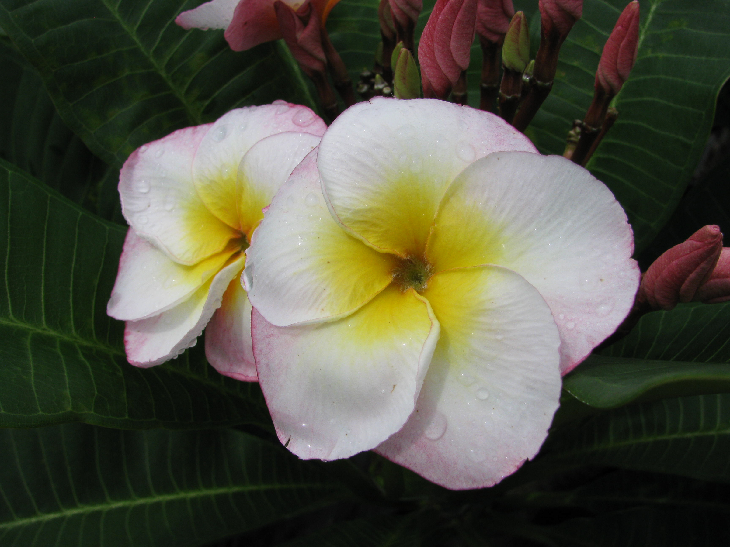 Dancing Girl plumeria photo