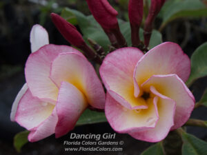 Dancing Girl plumeria photo