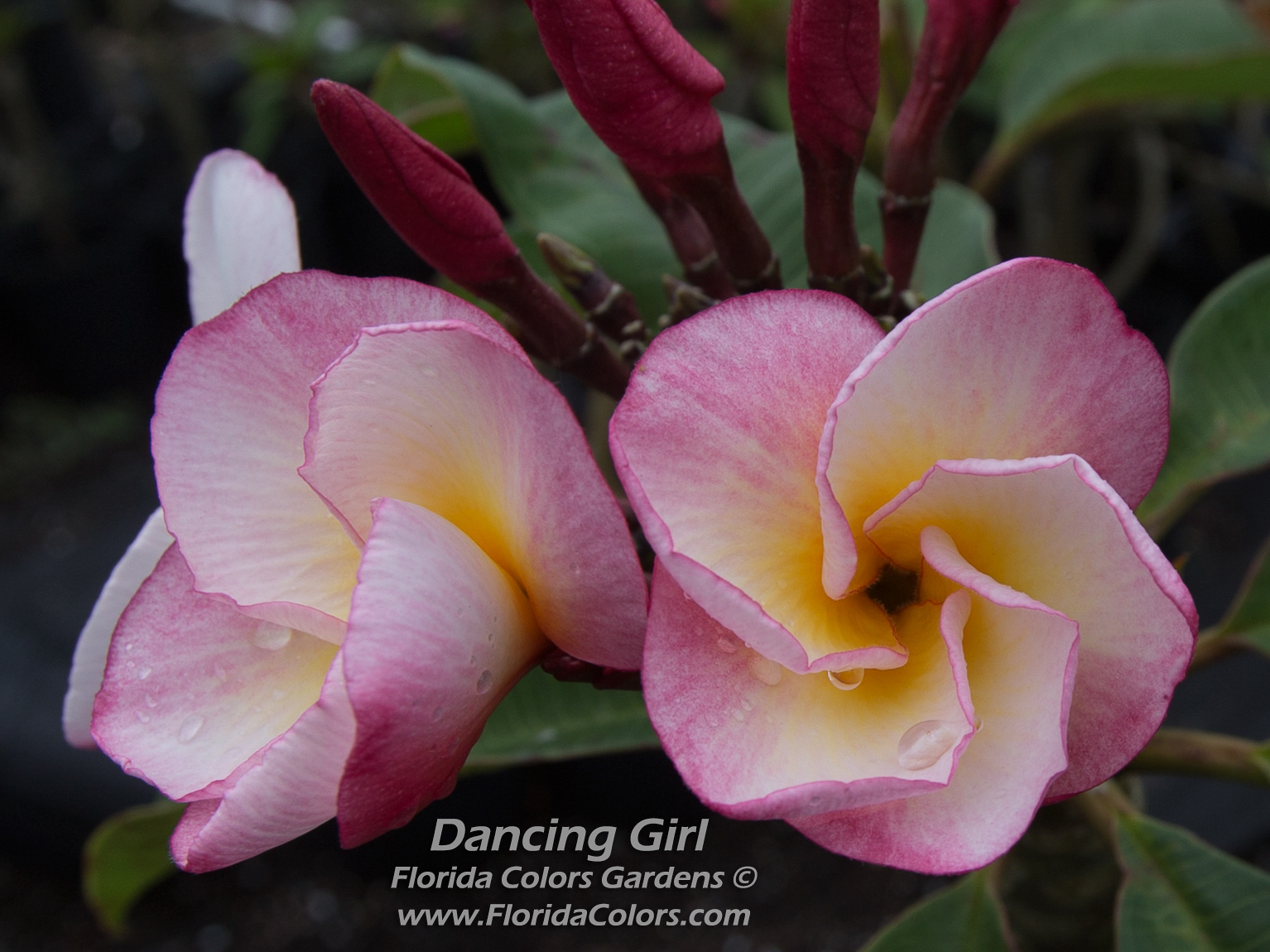Dancing Girl plumeria photo