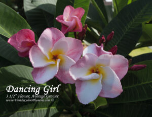 Dancing Girl plumeria photo