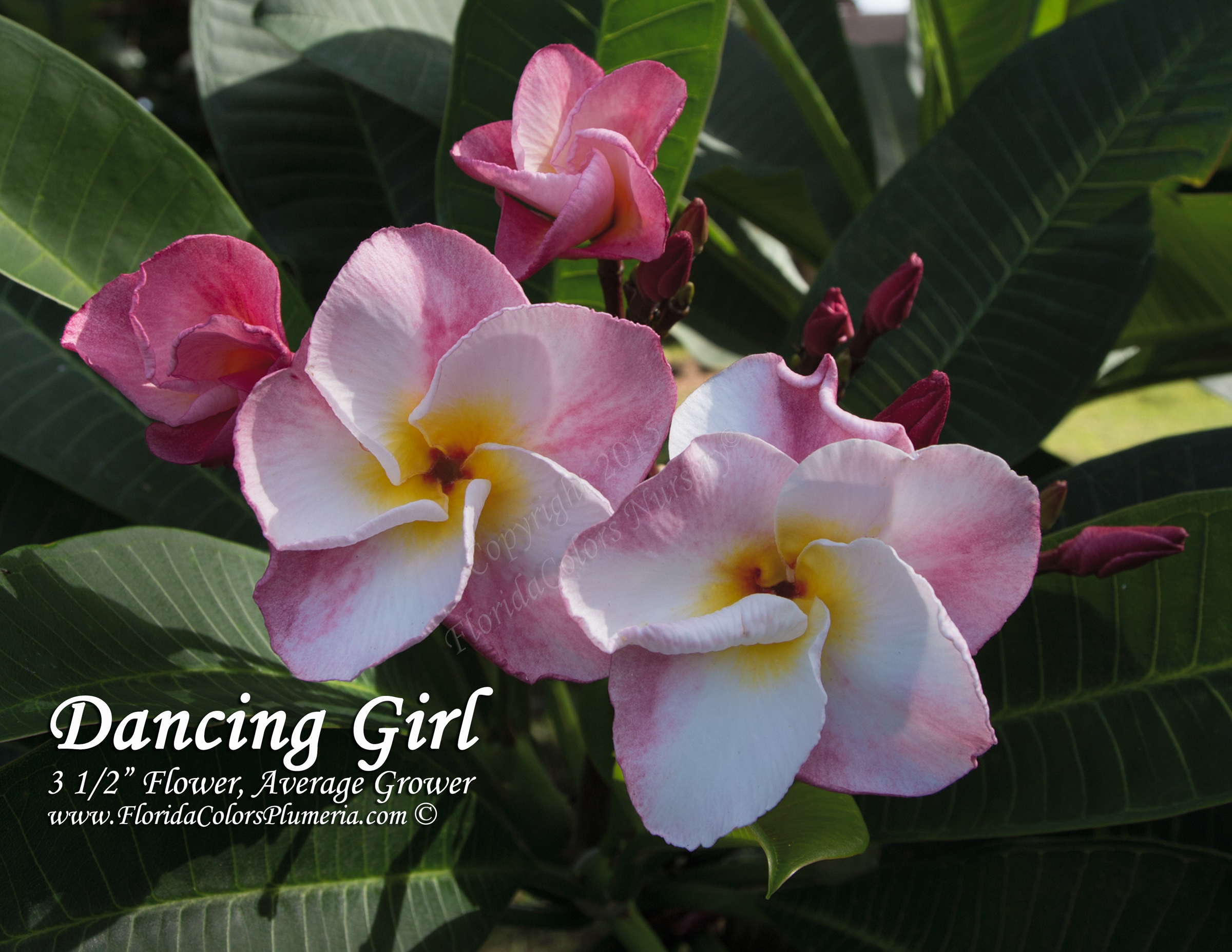 Dancing Girl plumeria photo