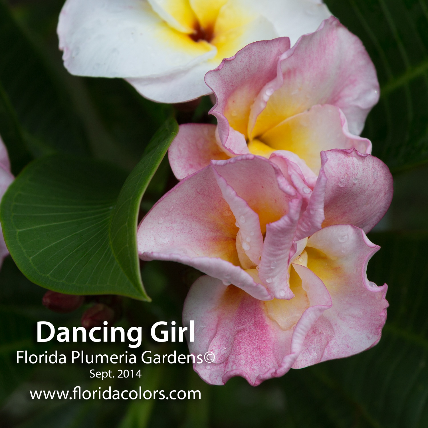 Dancing Girl plumeria photo