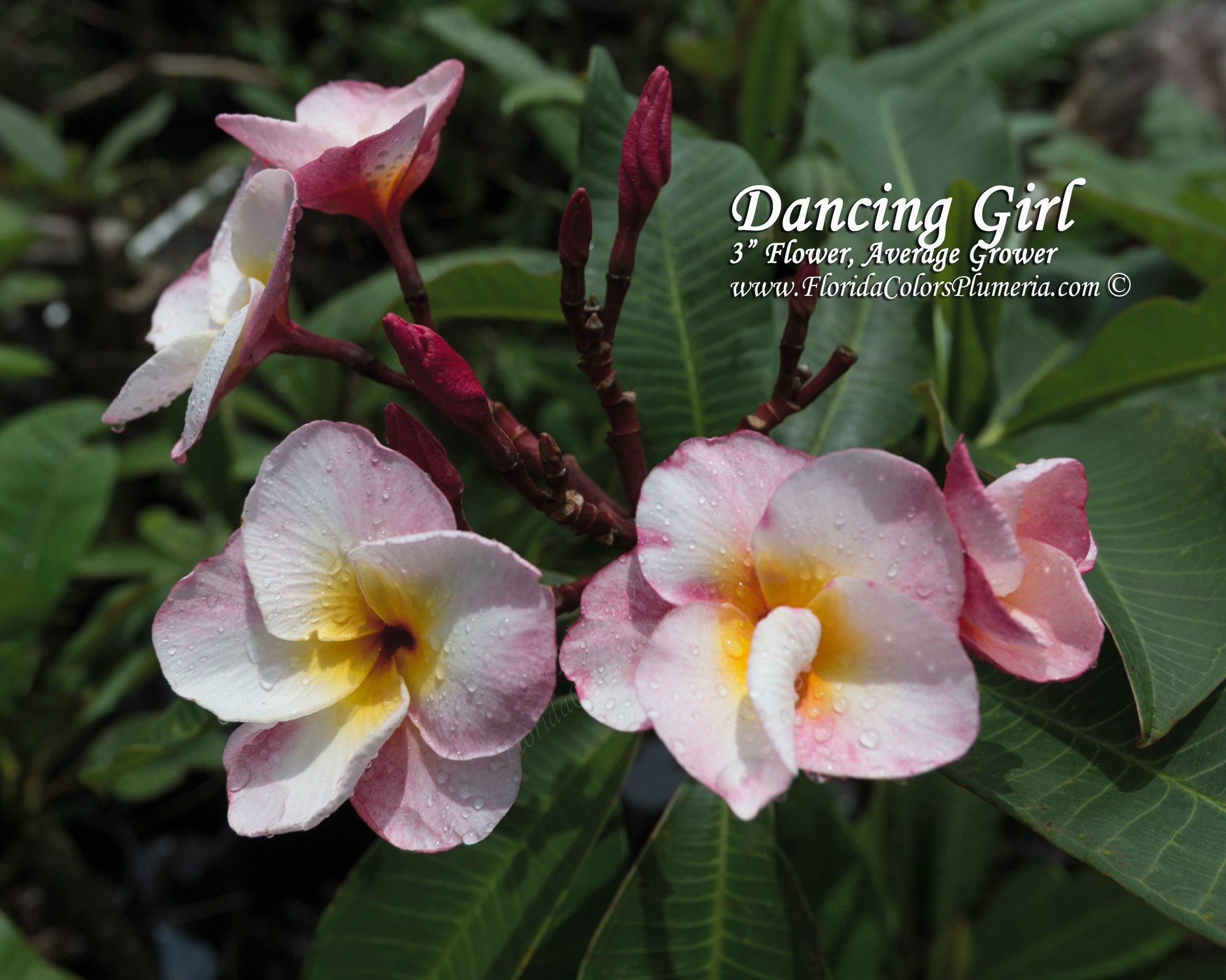 Dancing Girl plumeria photo