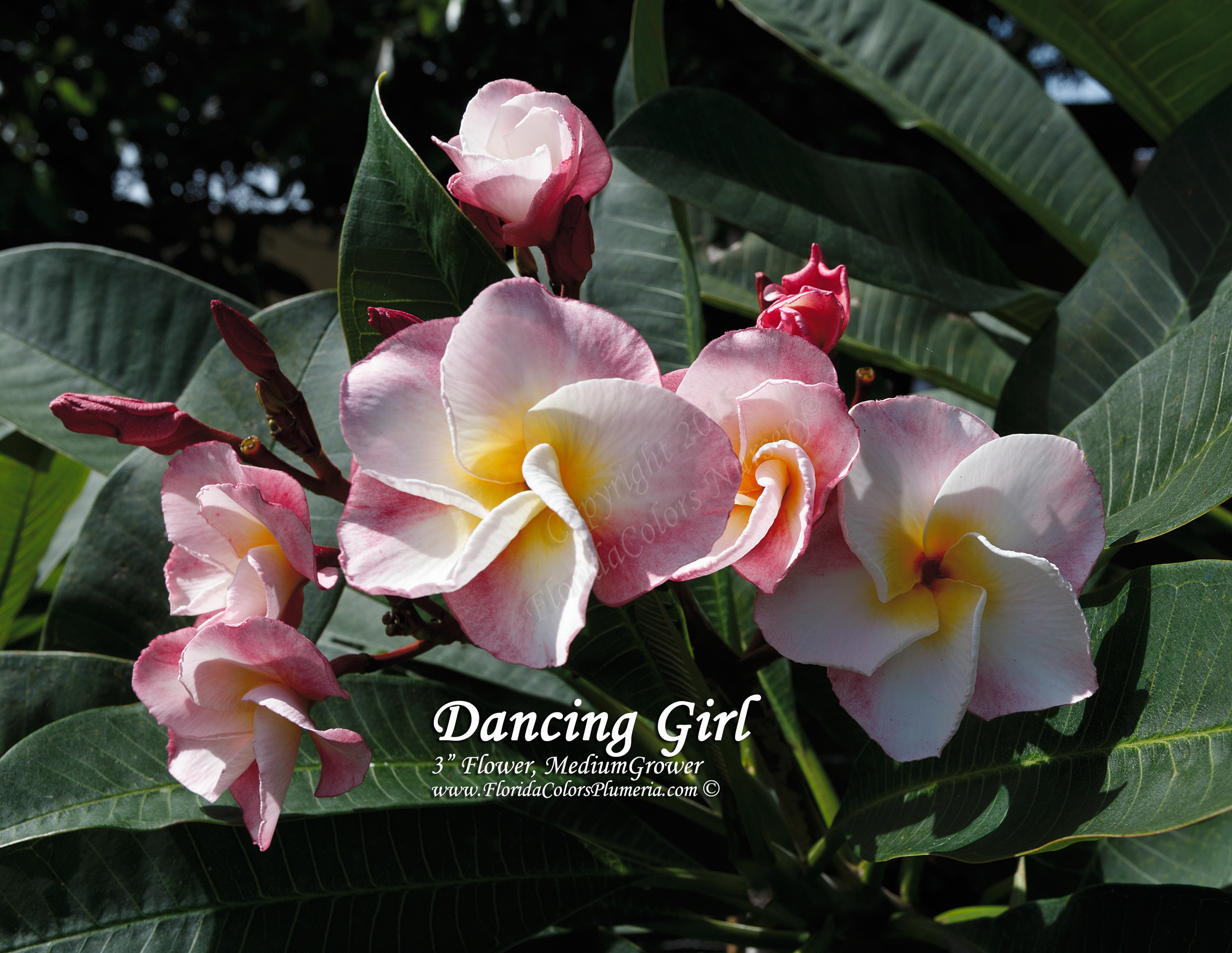 Dancing Girl plumeria photo
