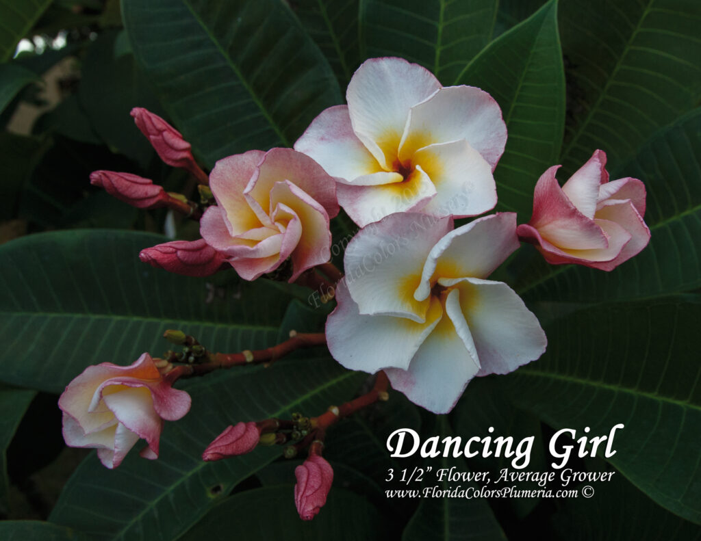 Dancing Girl plumeria photo