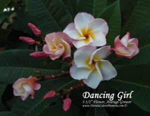 Dancing Girl plumeria photo