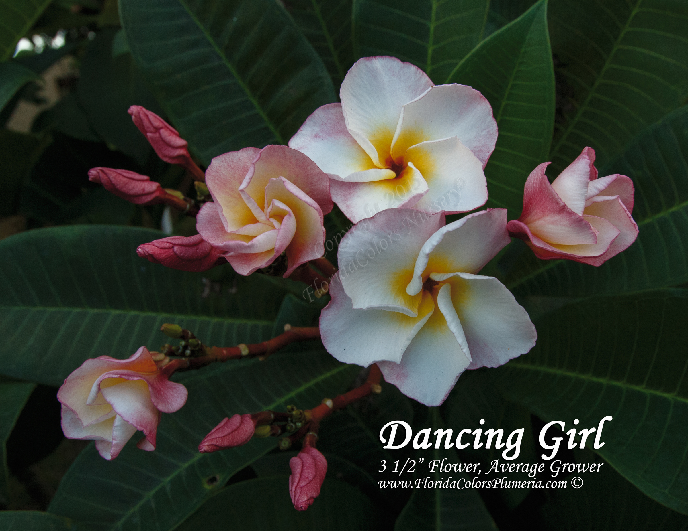 Dancing Girl plumeria photo