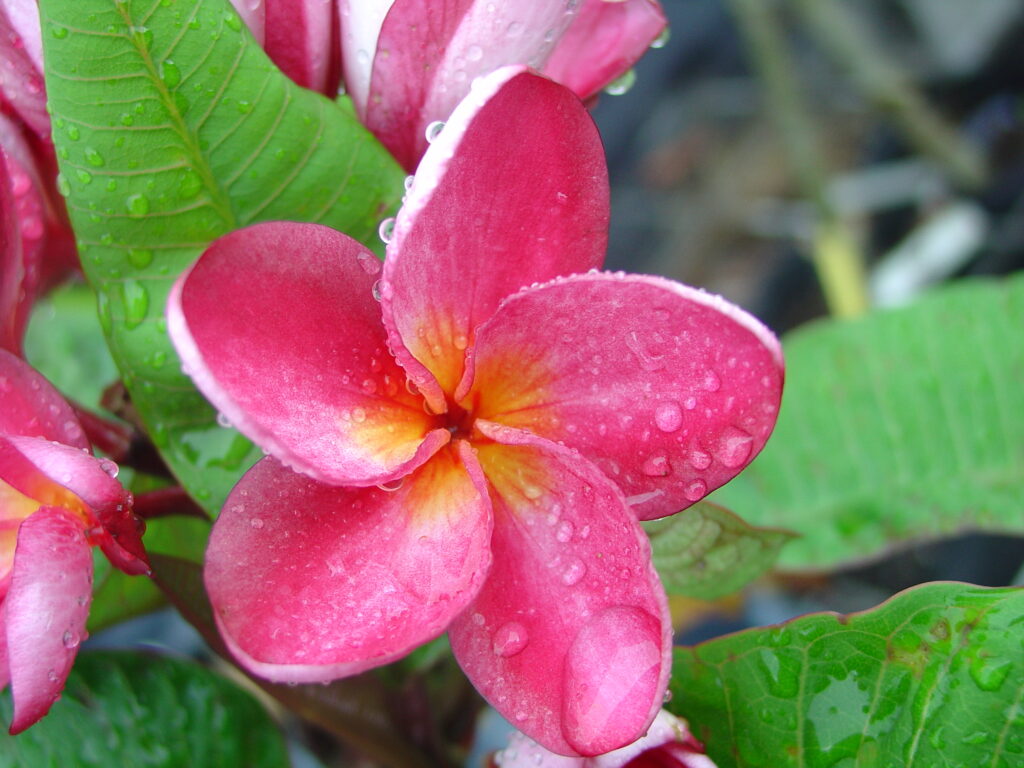 Dang Zin plumeria photo