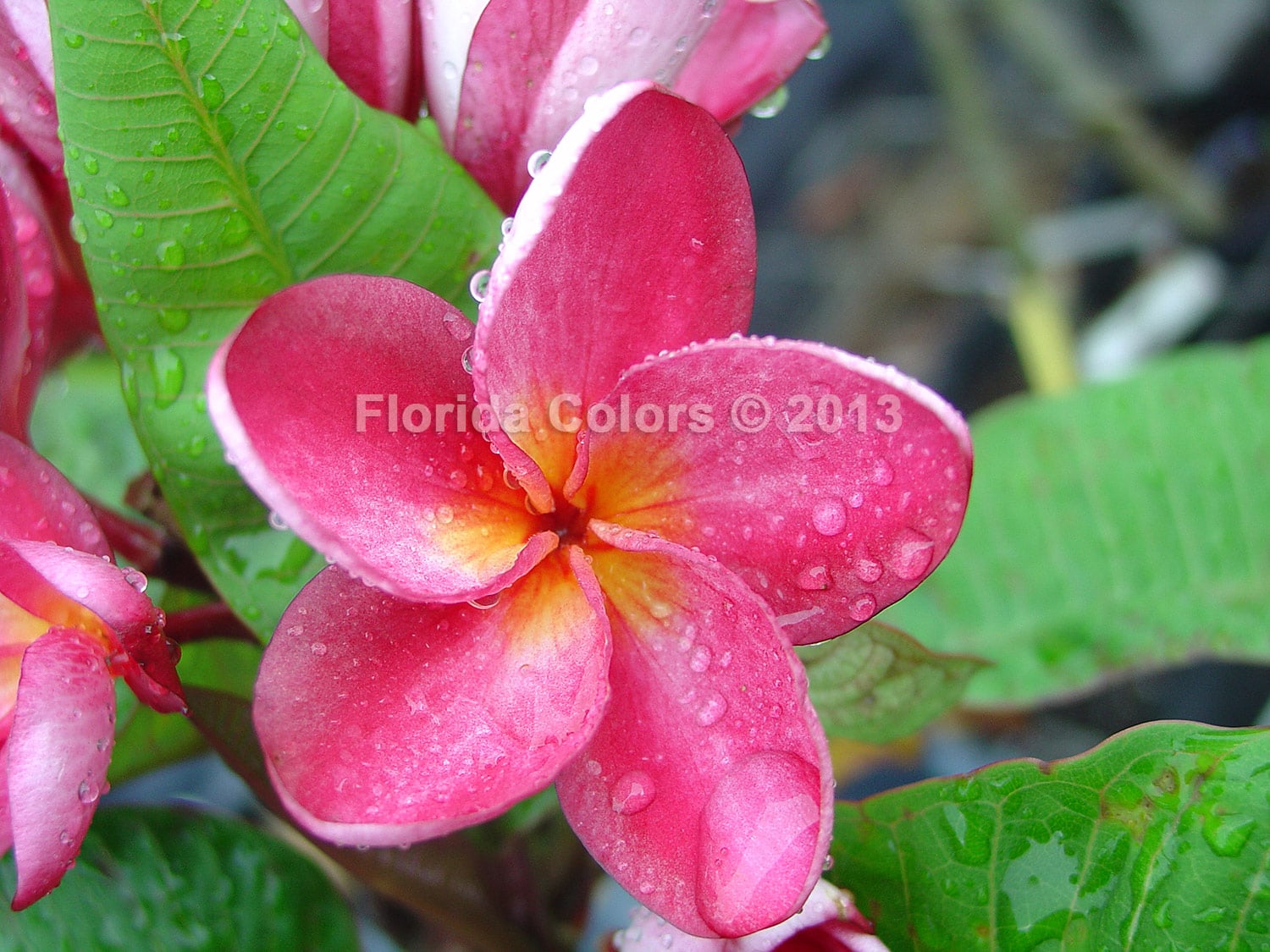 Dang Zin plumeria photo