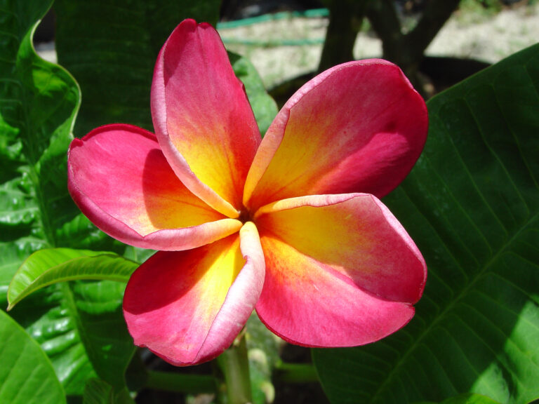 Danny One plumeria photo