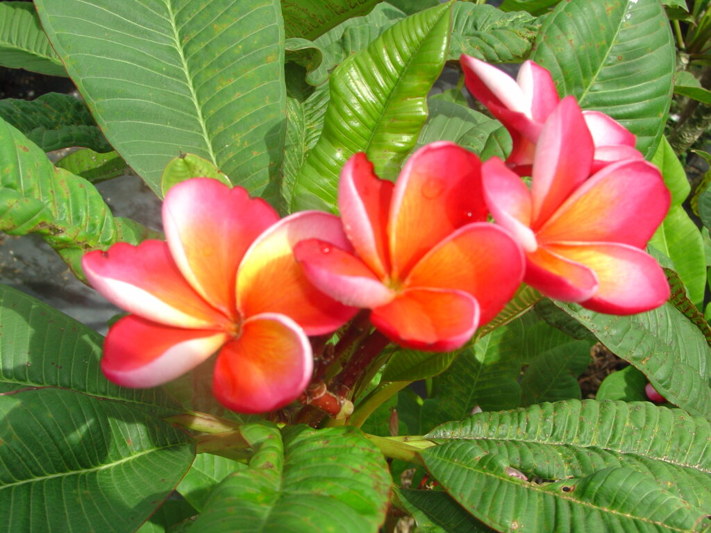 Darwin Blush plumeria photo