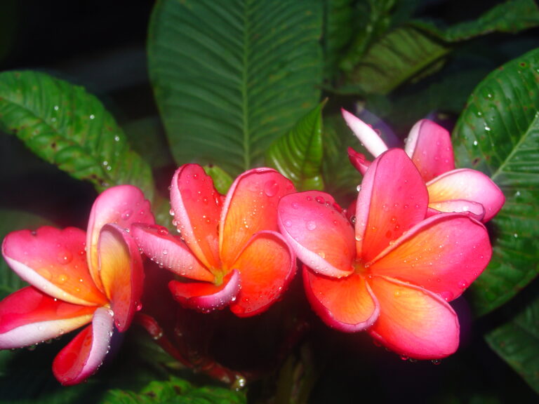 Darwin Blush plumeria photo
