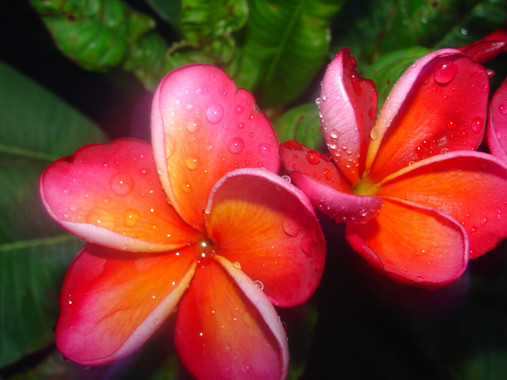 Darwin Blush plumeria photo