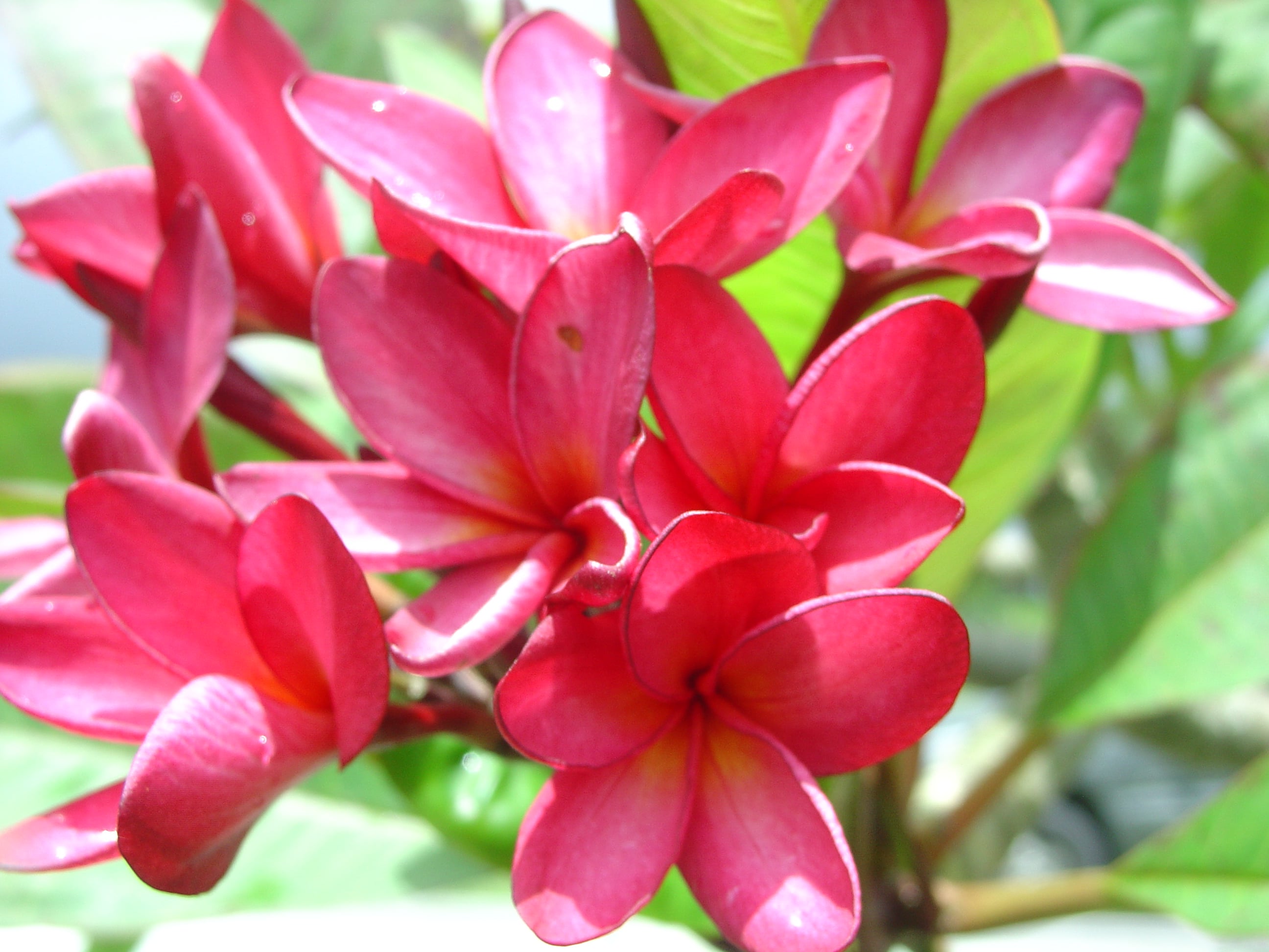 Davinah plumeria photo
