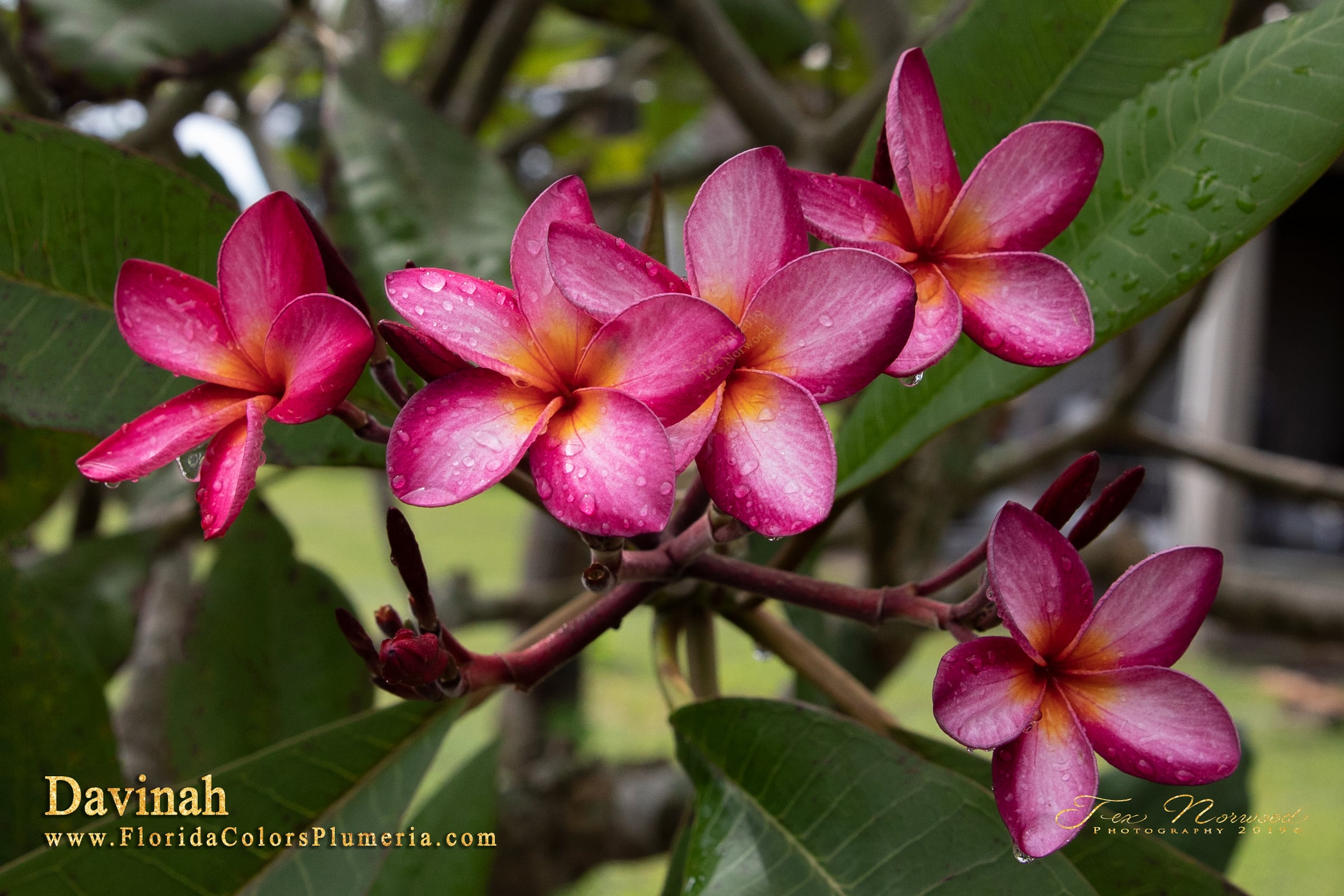 Davinah plumeria photo