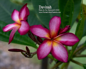 Davinah plumeria photo