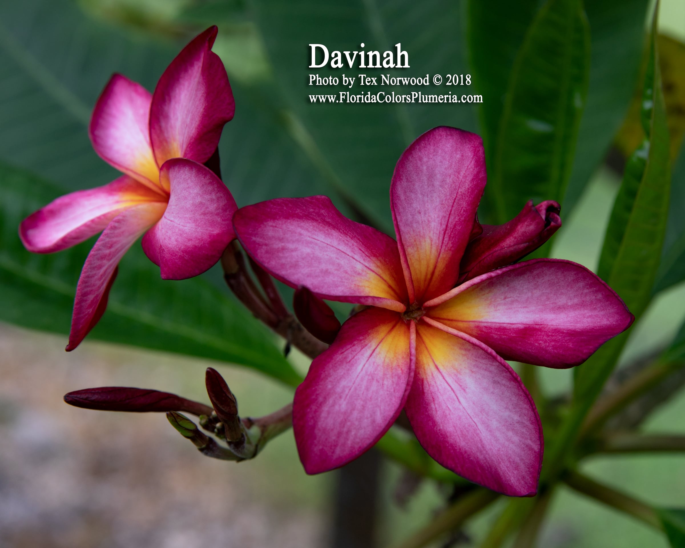 Davinah plumeria photo