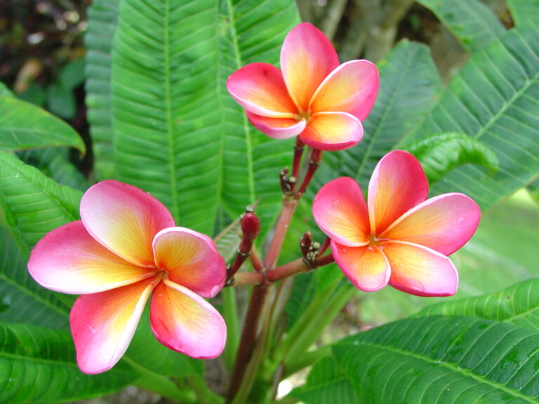 Dawn Blush plumeria photo