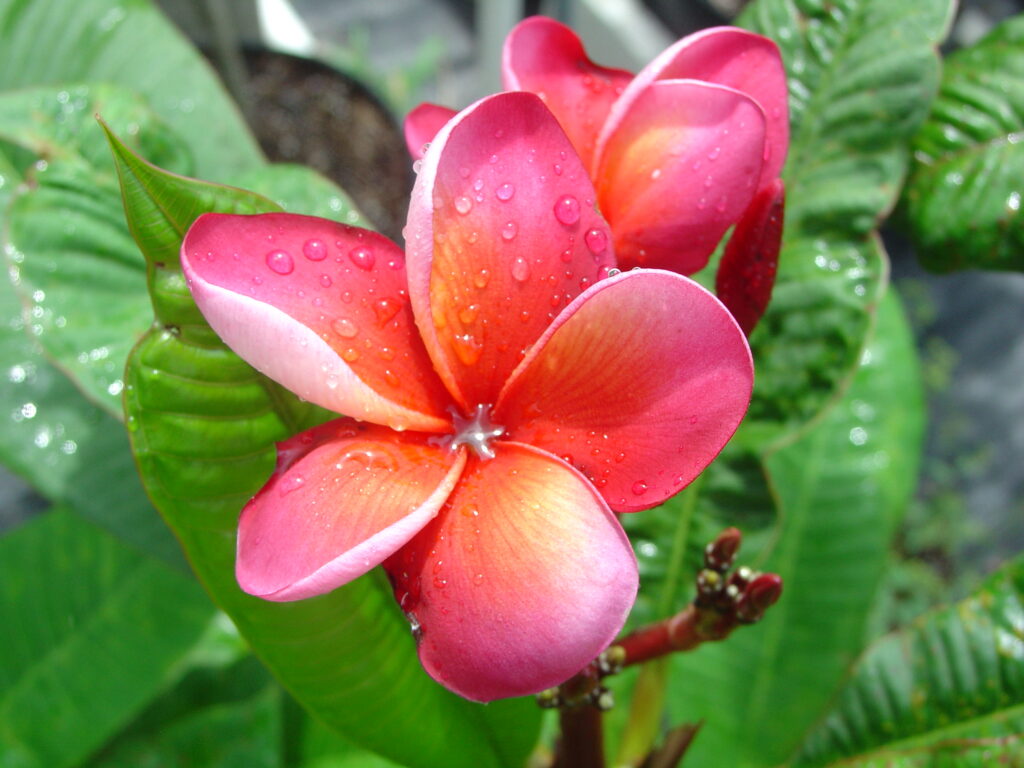 Dawn Blush plumeria photo