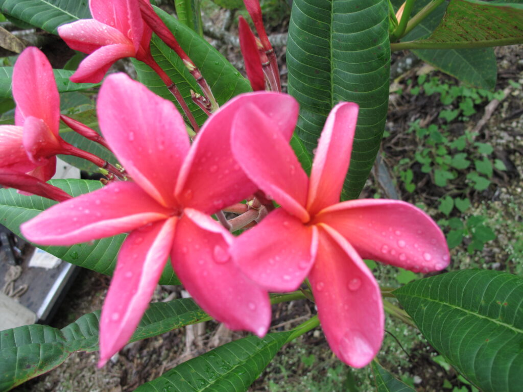 Dean Conklin plumeria photo